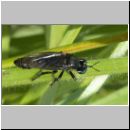 Dioctria atricapilla - Raubfliege m01.jpg